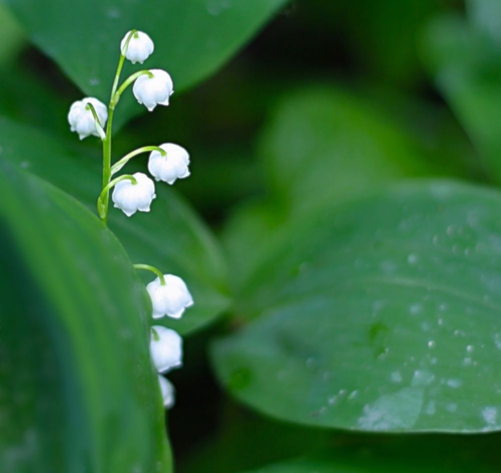 Lily of the valley