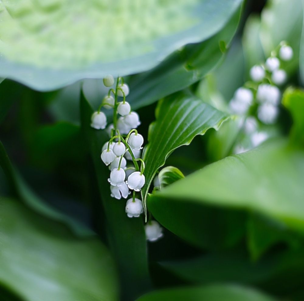 Lily of the valley