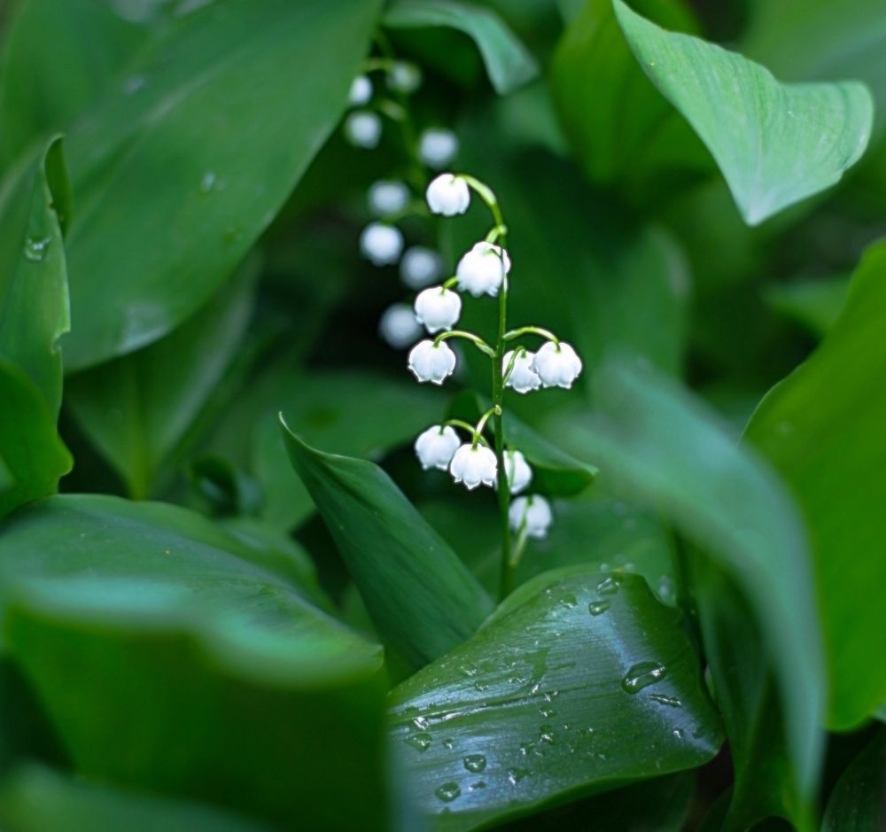 Lily of the valley