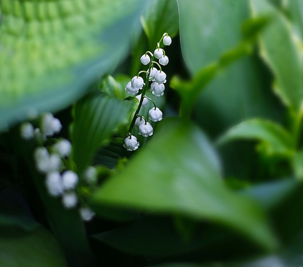 Lily of the valley