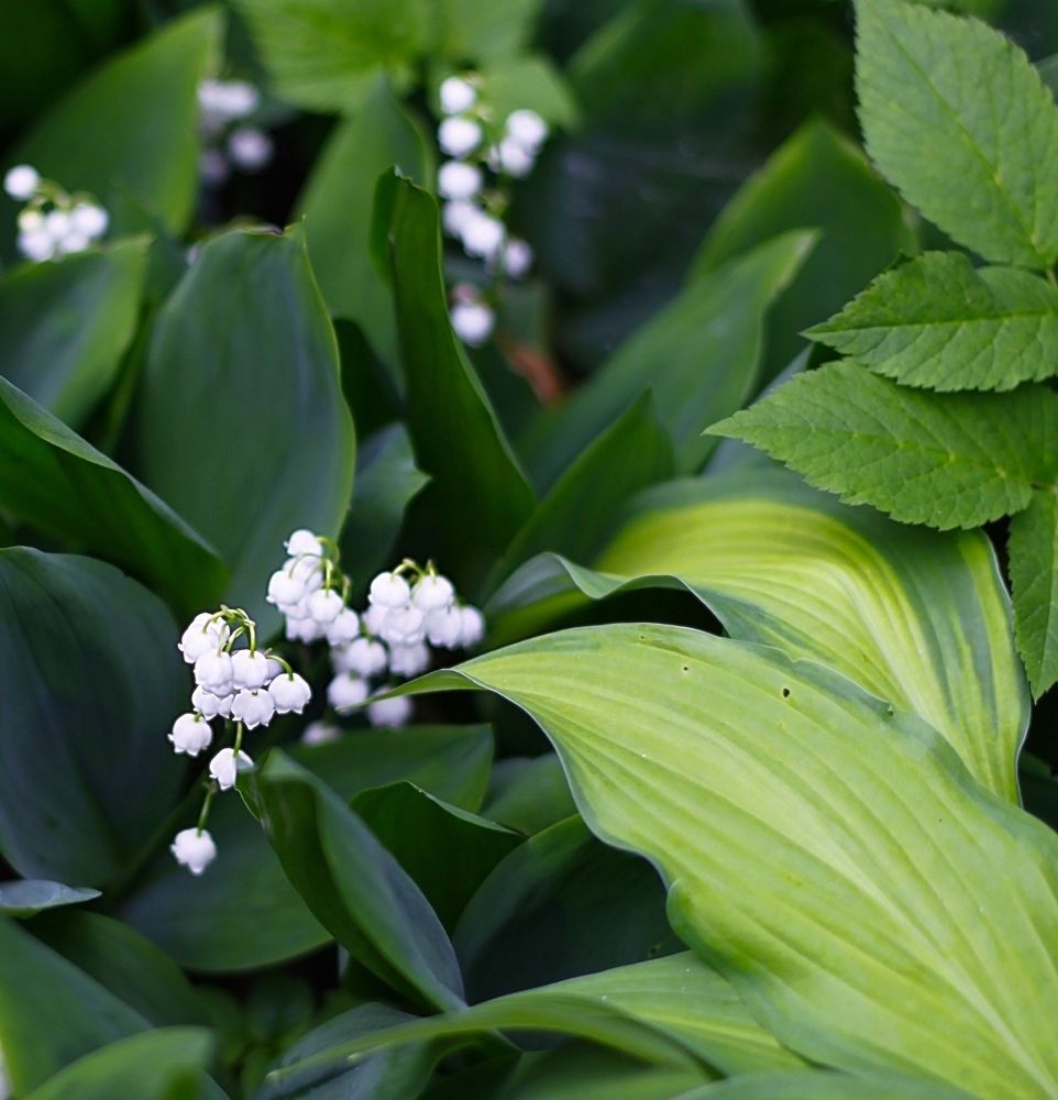 Lily of the valley