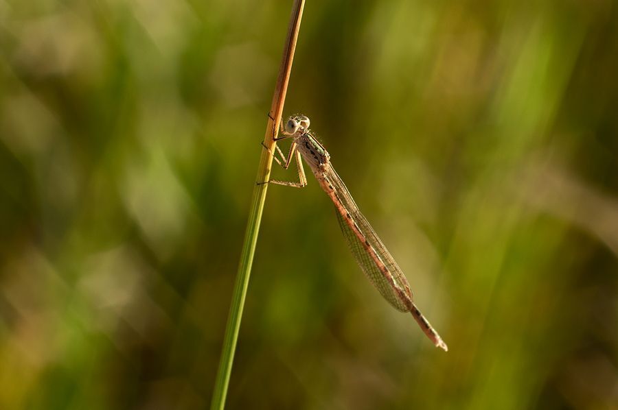 dragonfly