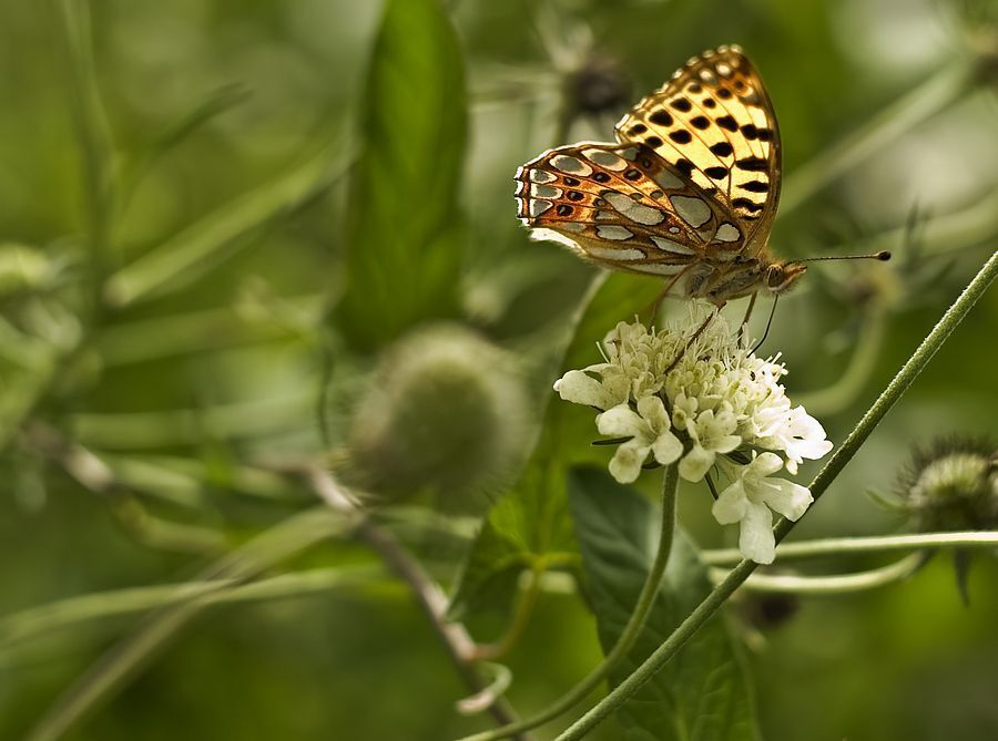 butterfly