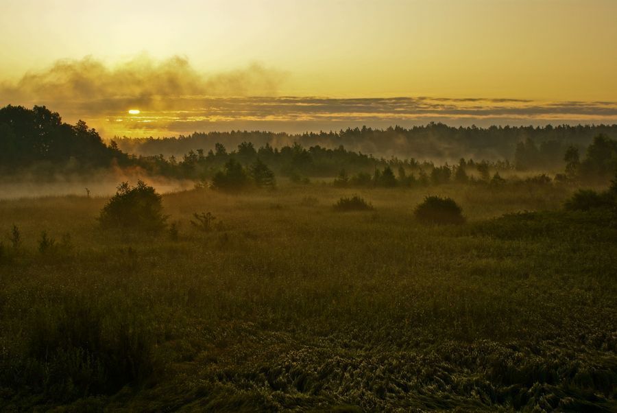 meadow