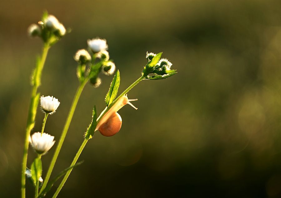 snail