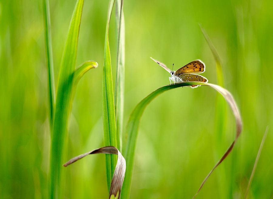 butterfly_2