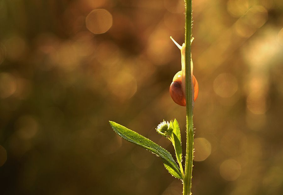 snail_2