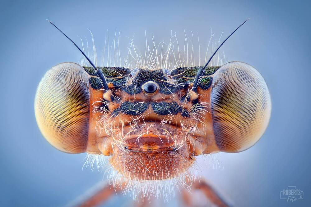 Extreme Macro Photography