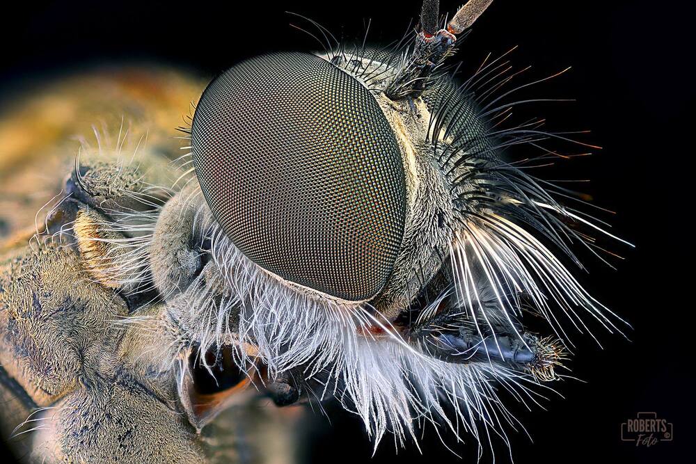 Extreme Macro Photography