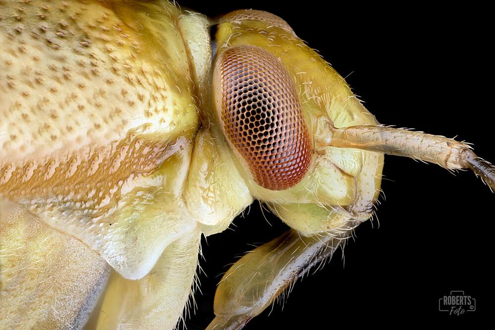 Extreme Macro Photography