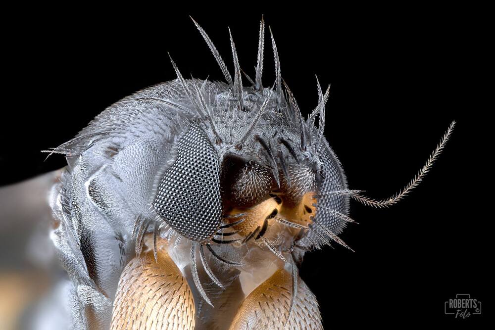 Extreme Macro Photography