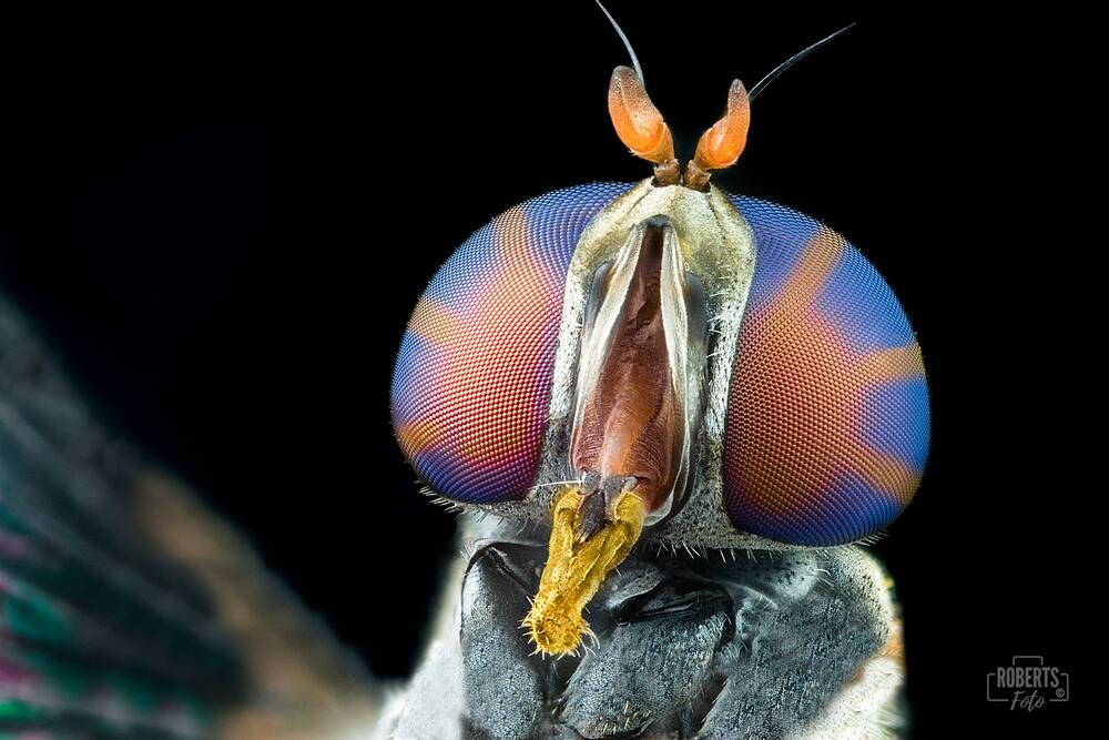 Extreme Macro Photography