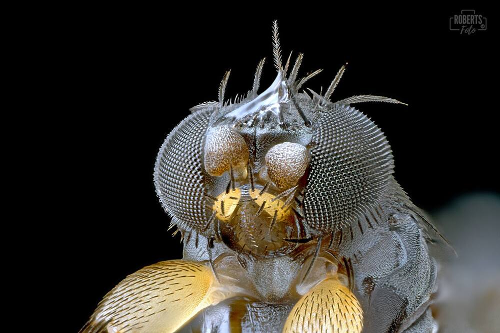 Extreme Macro Photography