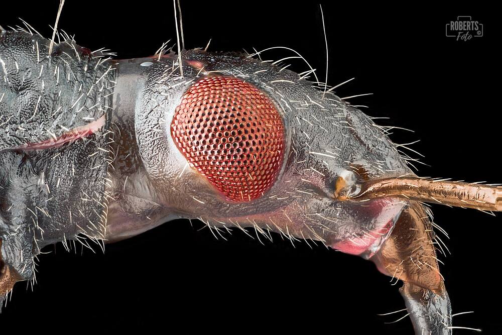 Extreme Macro Photography
