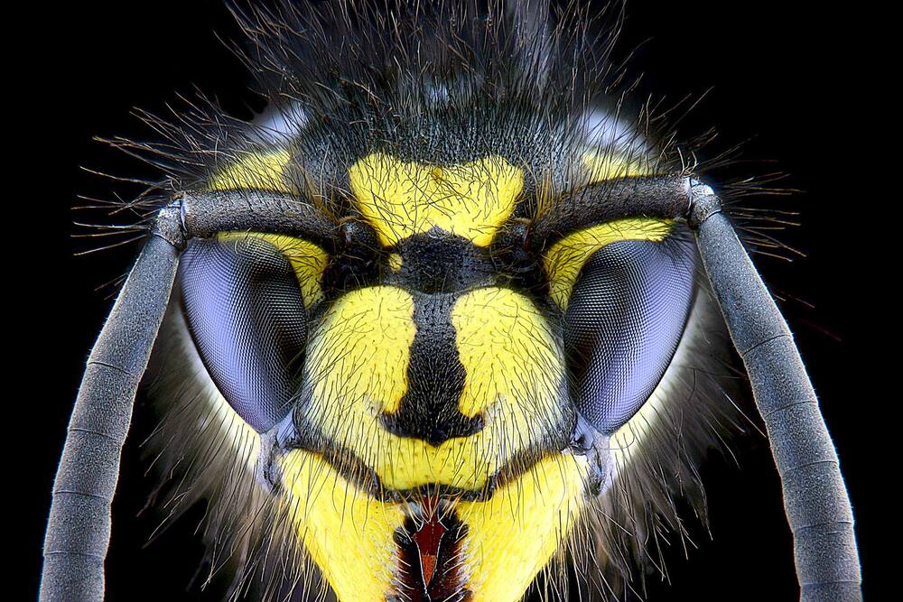 Extreme Macro Photography