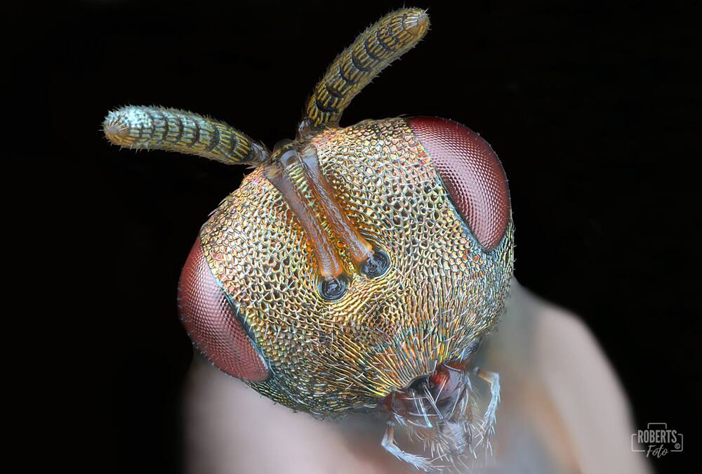 Extreme Macro Photography