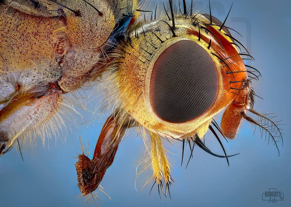 Extreme Macro Photography