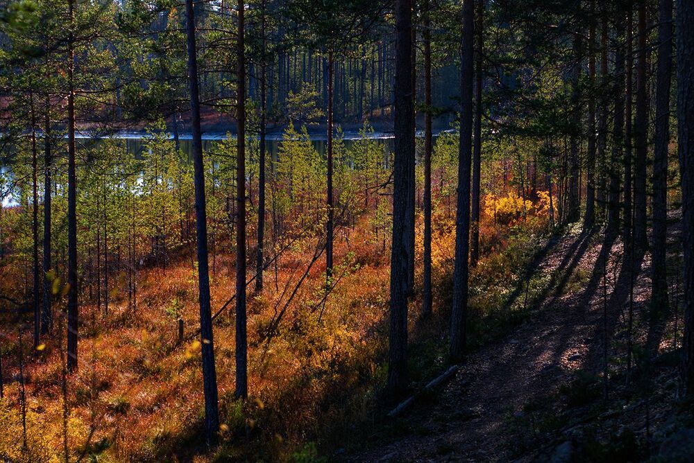 Хрупкая осень