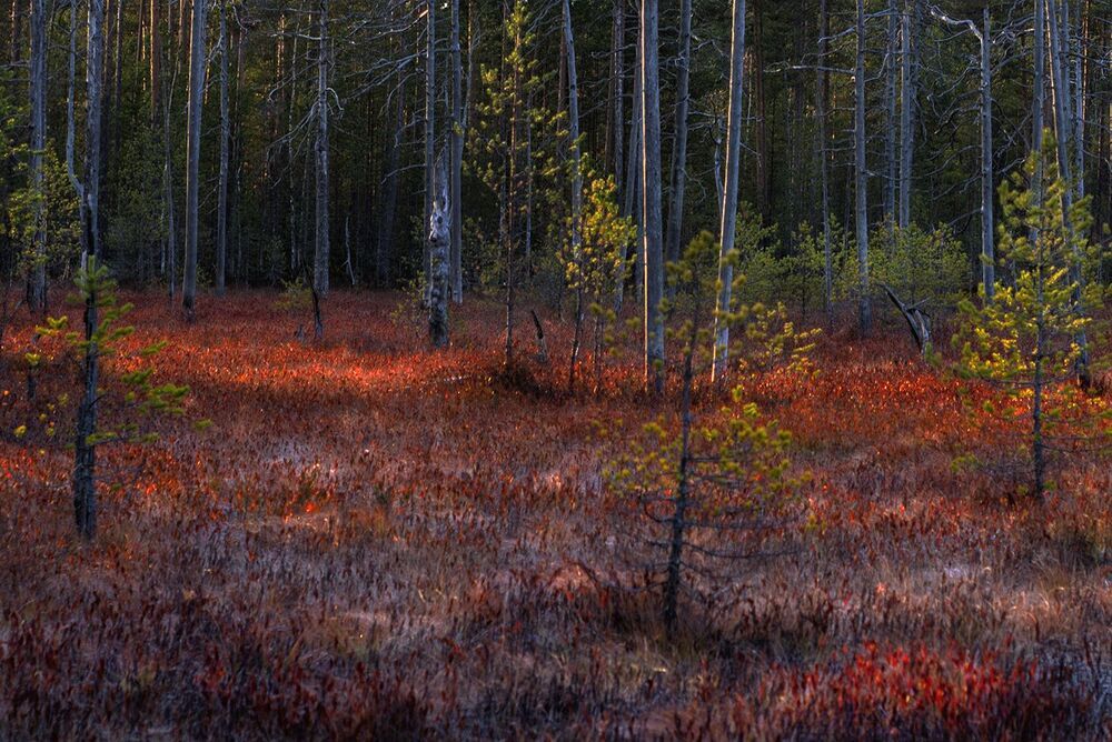 Хрупкая осень