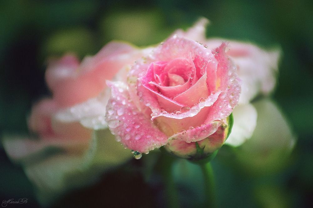 Rose crying