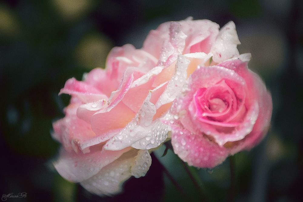 Rose crying