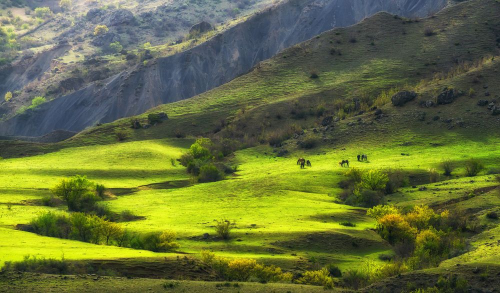 Бархатные пастбища