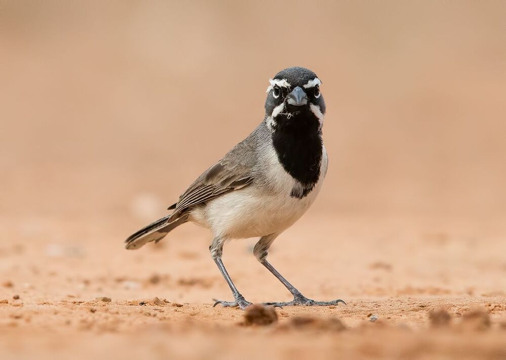 Black-throated Sparrow -Черногорлые пустынные овсянки