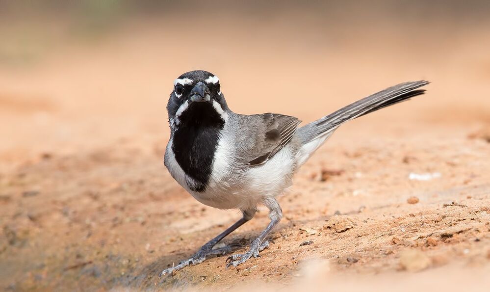 Black-throated Sparrow -Черногорлые пустынные овсянки