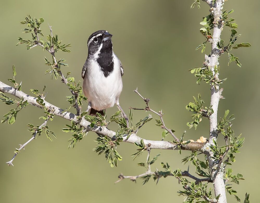 Black-throated Sparrow -Черногорлые пустынные овсянки