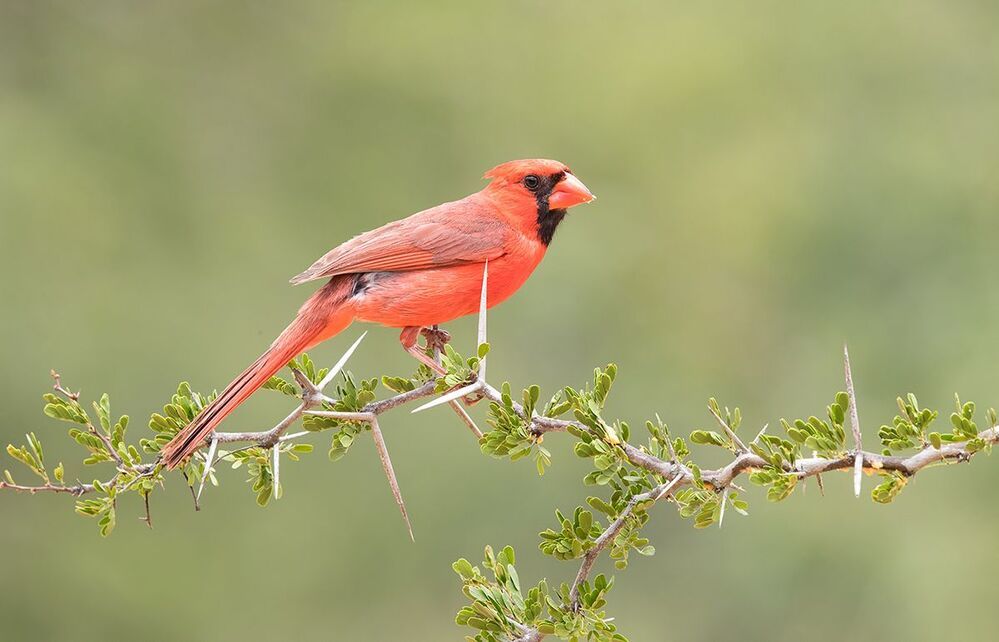 Красный кардинал - Northern Cardinal ( male and female).
