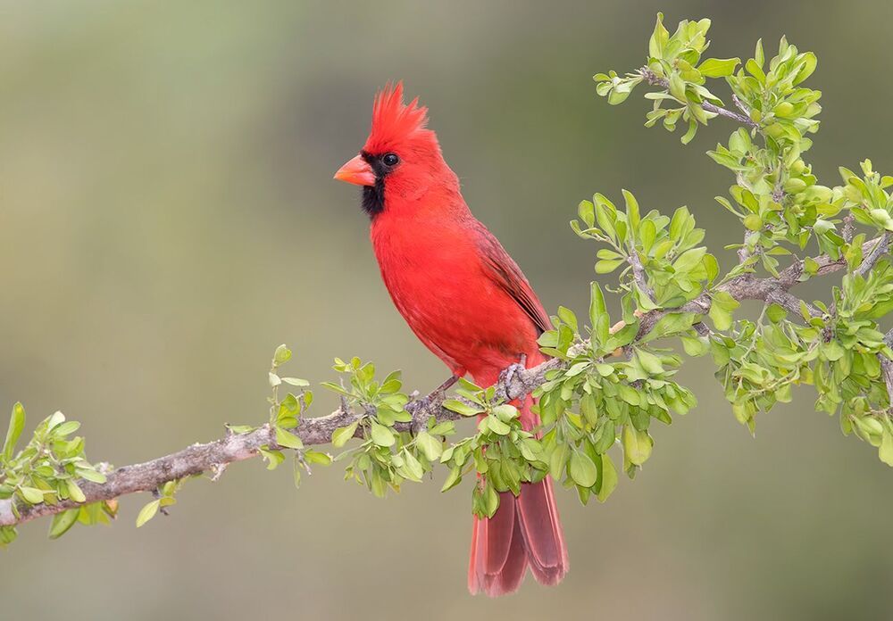 Красный кардинал - Northern Cardinal ( male and female).