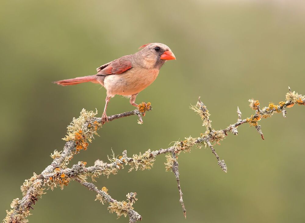 Красный кардинал - Northern Cardinal ( male and female).