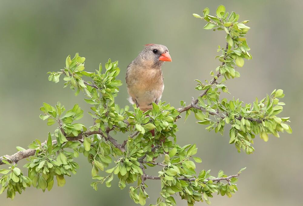 Красный кардинал - Northern Cardinal ( male and female).