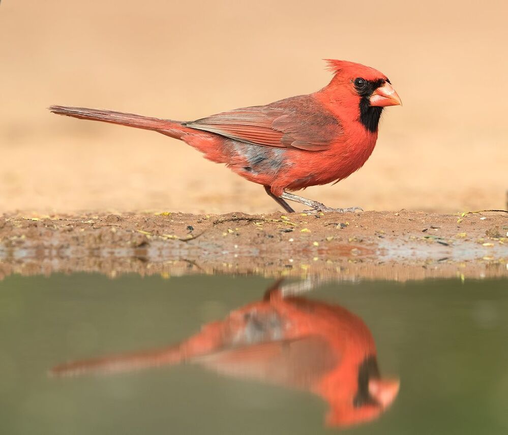 Красный кардинал - Northern Cardinal ( male and female).