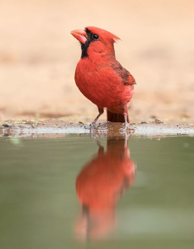 Красный кардинал - Northern Cardinal ( male and female).