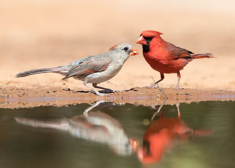 Красный кардинал - Northern Cardinal ( male and female).