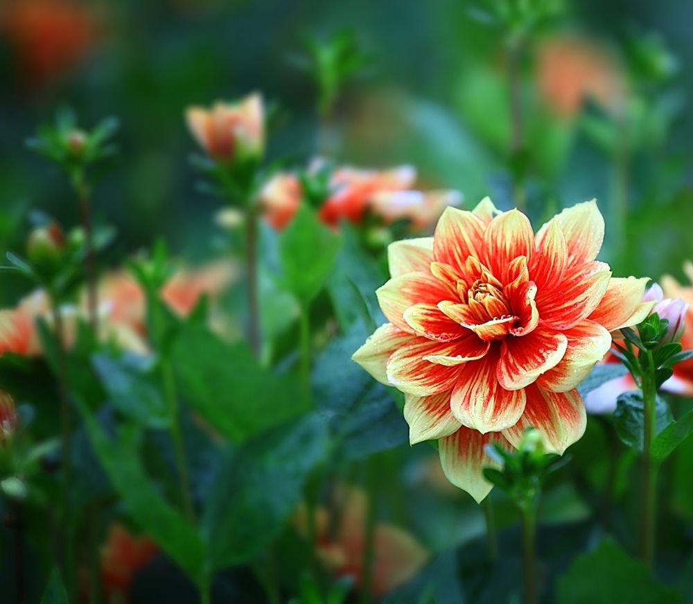 Dahlias