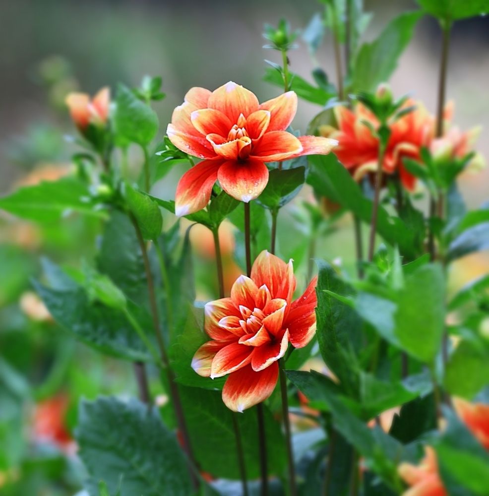 Dahlias