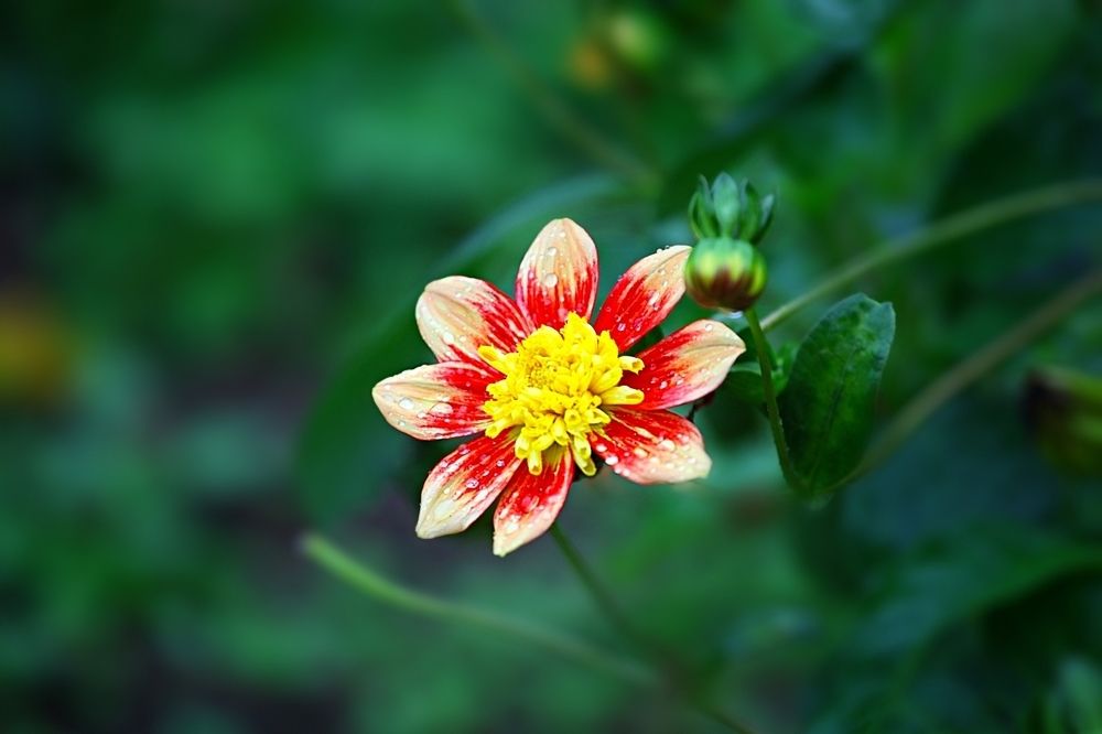 Dahlias