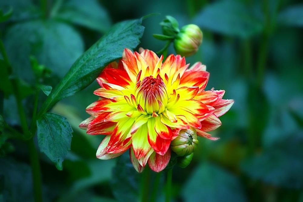 Dahlias