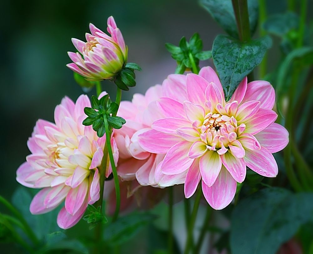 Dahlias