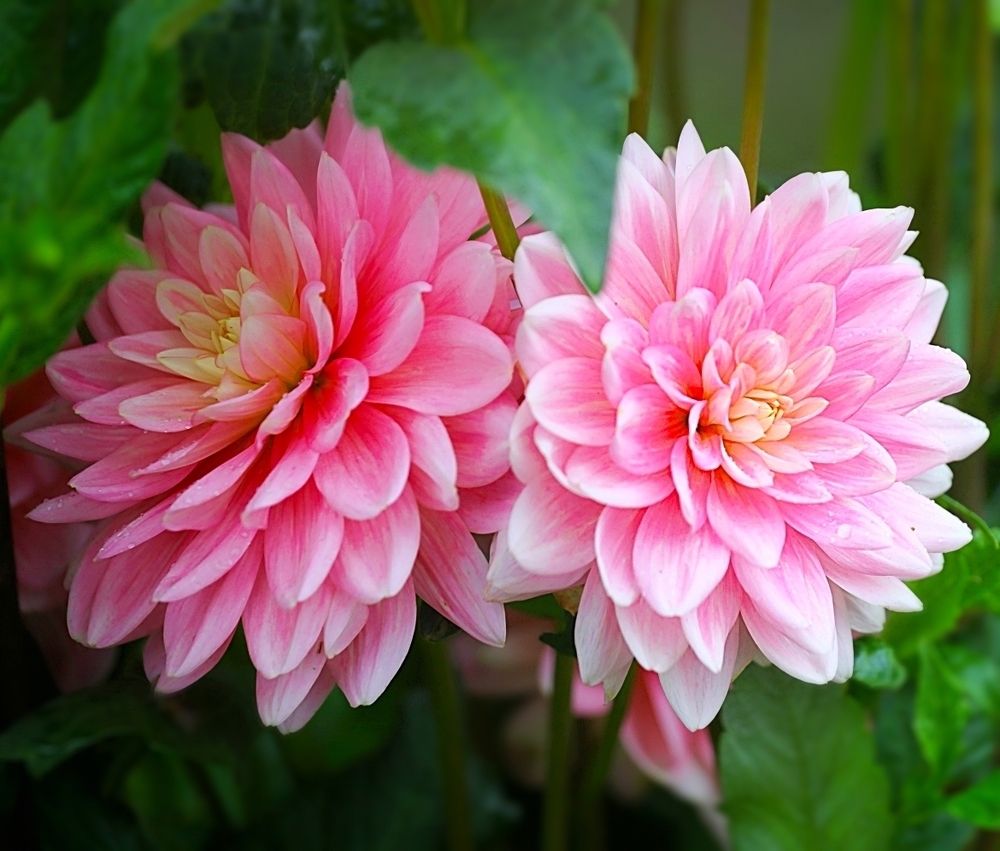 Dahlias