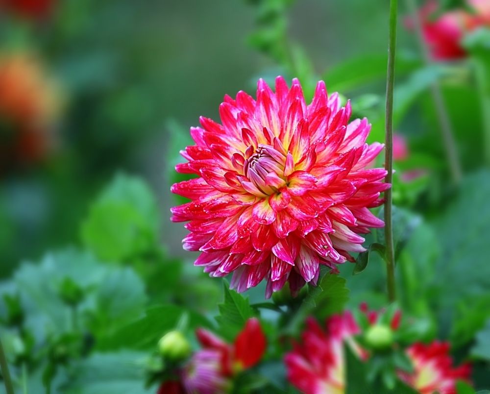 Dahlias