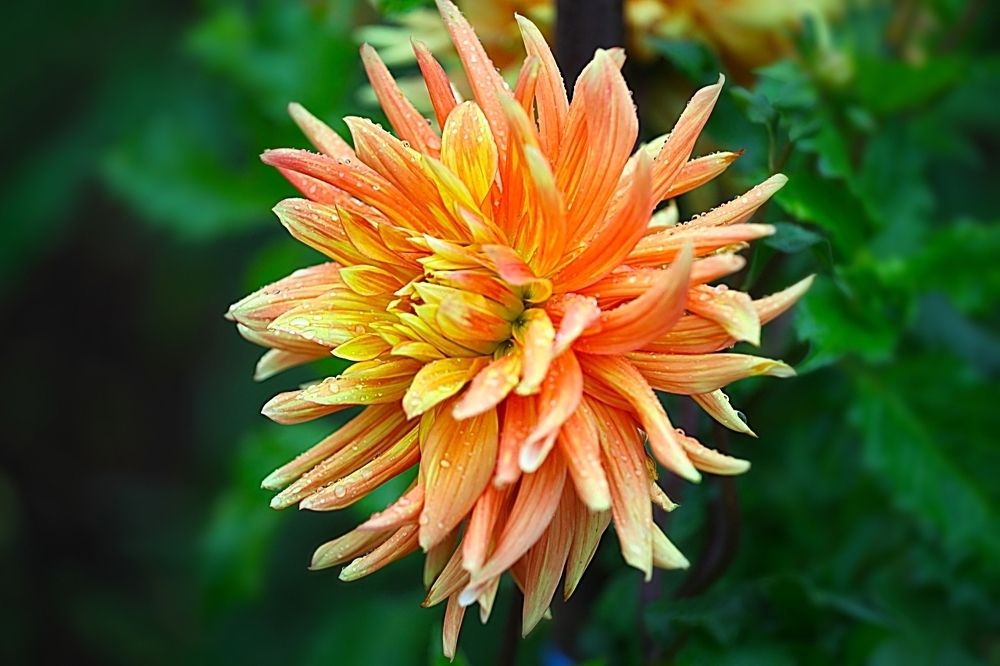 Dahlias