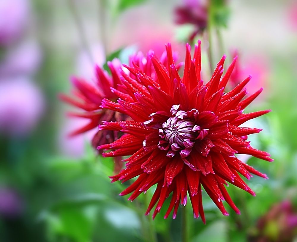Dahlias