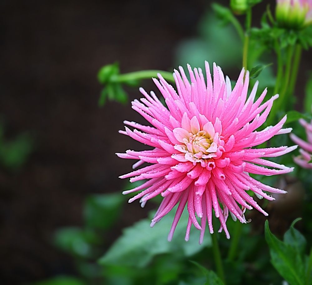Dahlias