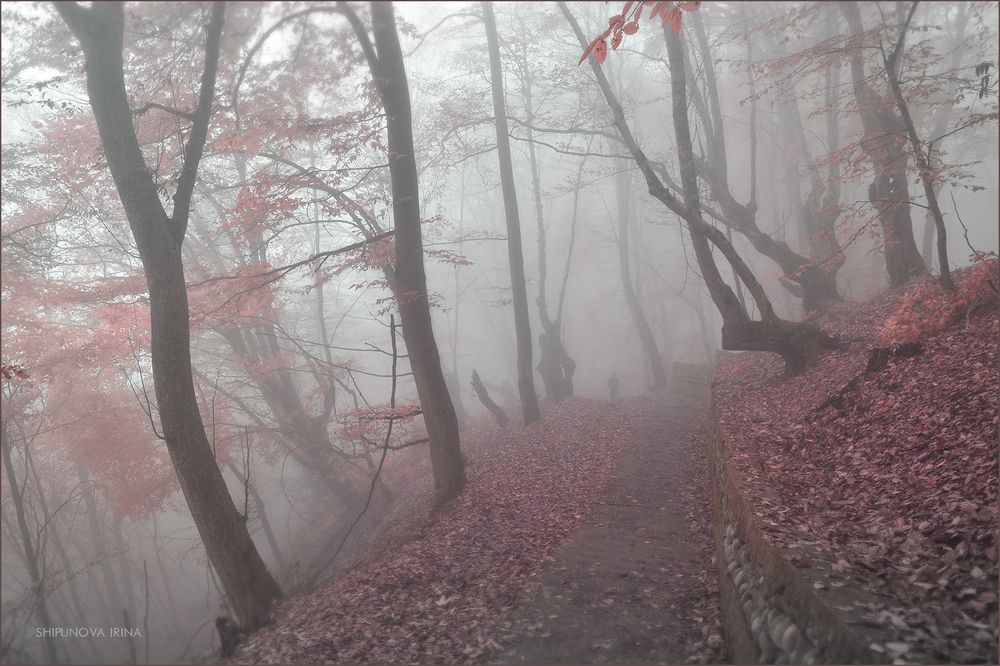 Осень в коралловых тонах