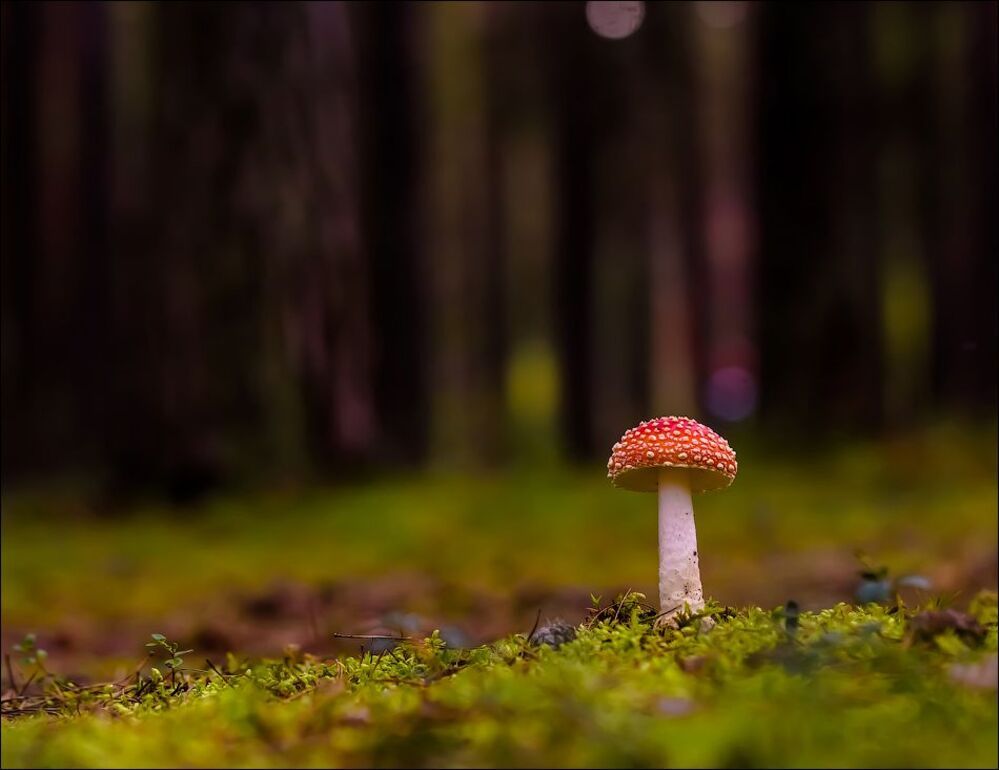 Осенние радости)