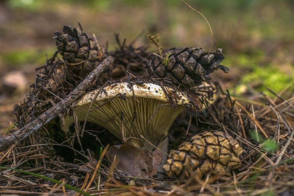 Лесные партизаны