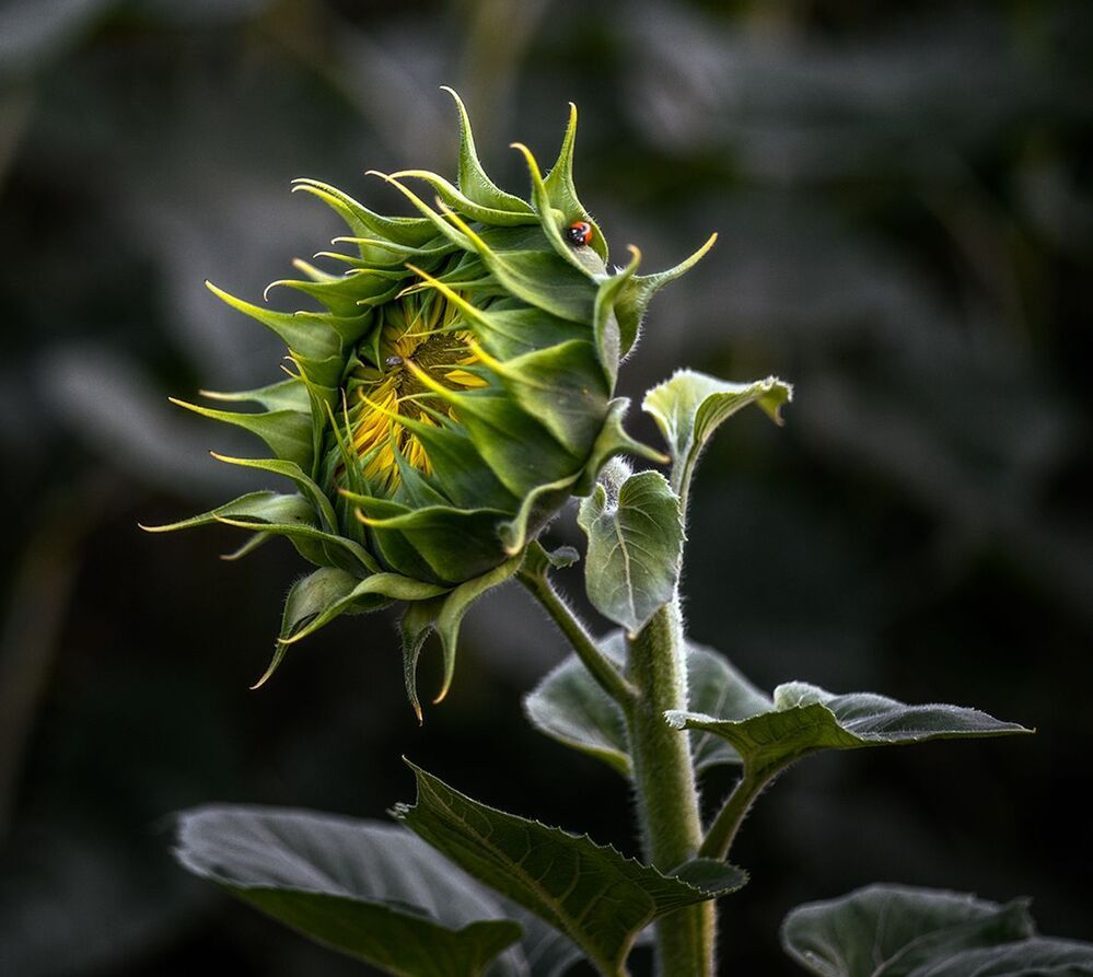 Photo 1163718